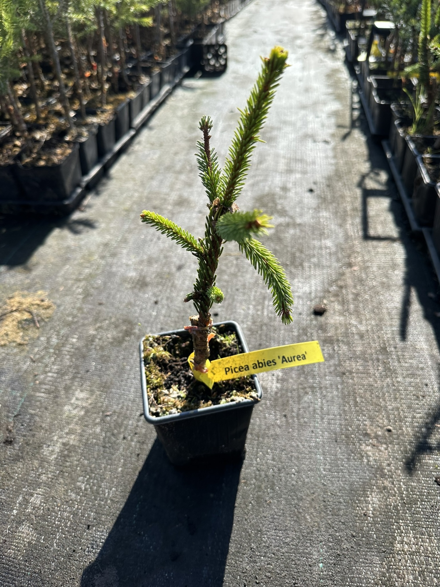 Ель обыкновенная Ауреа